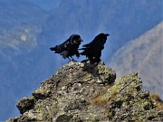 57 Corvi neri appollaiati su roccione del Ponteranica occ. (zoom)